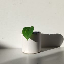 High Variegation Money Plant Pothos Plant/ House Plant/ Indoor Plant Flower Patio Garden 