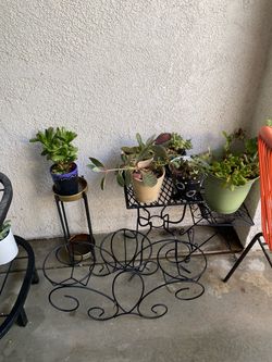 Plants