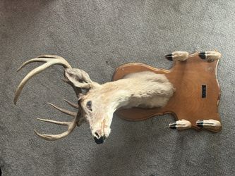1966 Deer Head With All 4 Hooves
