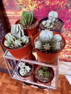 ❤️RARE Euphorbia Horrida | Live Euphorbia Rare Succulent Low Maintenance Unique Desert Plant Easy Care❤️