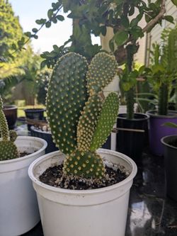 Bunny ear cactus