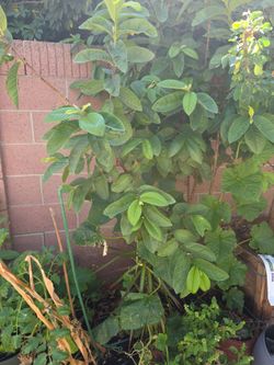 Guayaba Tree