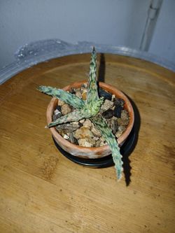 Aloe Lacey