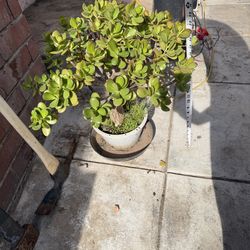 Jade Plant (Crassula ovata)