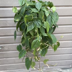 8” heartleaf philodendron super full