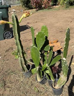 Cactus
