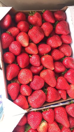 Llegaron las fresas y los mangos Kent