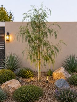 🌳 Pepper Tree – 5 Gallon 🌳