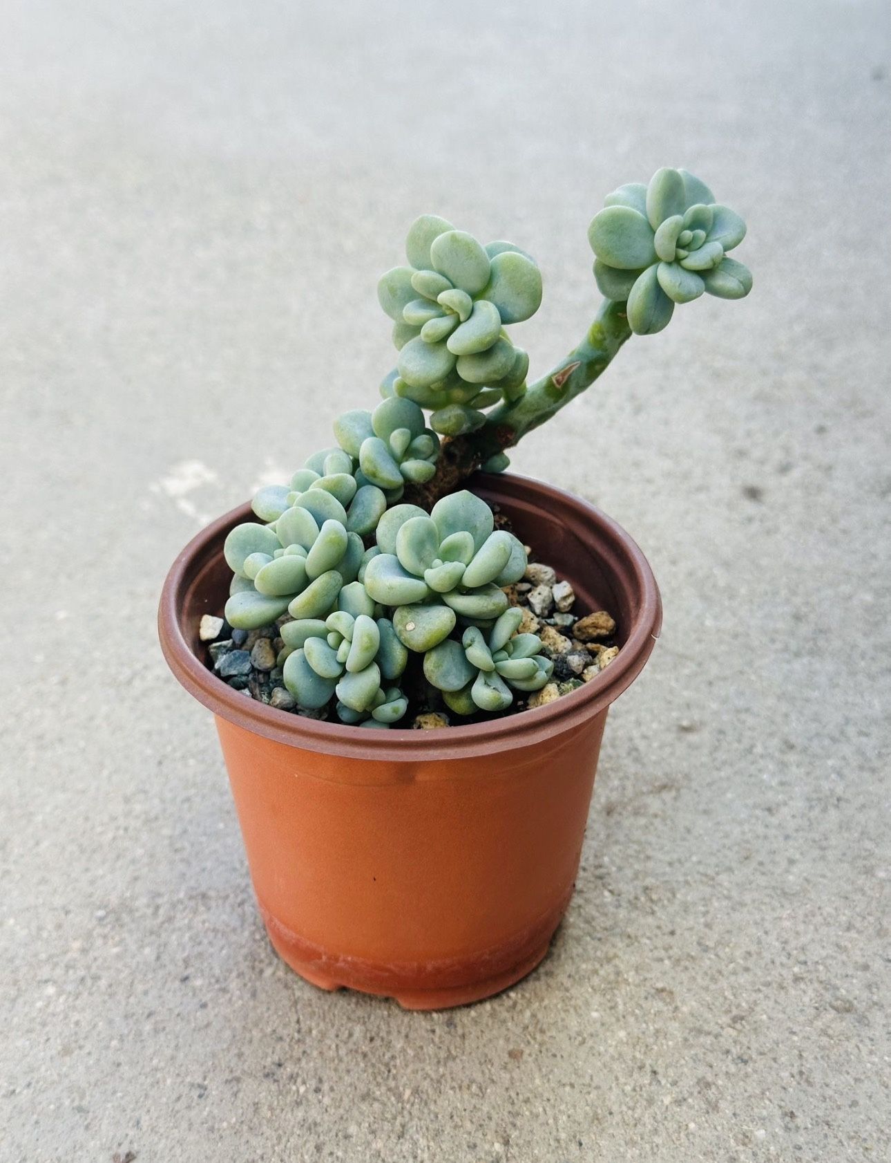 Succulents plants 🪴