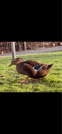 Our female duck is missing