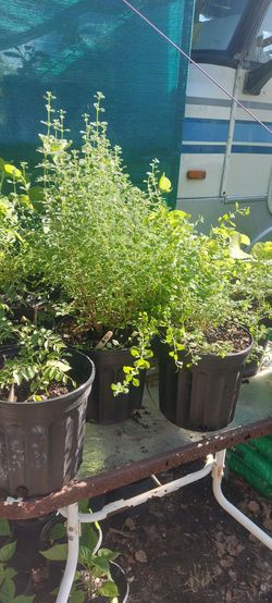Thyme leaf plant