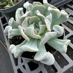 Echeveria runyonii 'Topsy Turvey',  Rooted 4" Pot