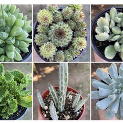 Beautiful Colorful Healthy Succulent And Cactus Plants