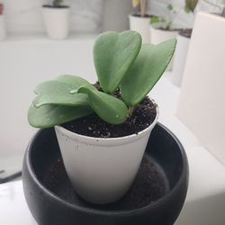 How to Care for Hoya Kerrii Heart

