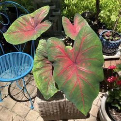 Caladium Plant- $10 each