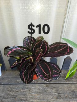 Calathea