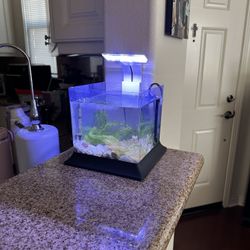 1 gallon betta fish tank pico aquarium bowl 