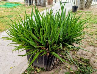 Large Aloe Vera Plants In  Container ~ 26" x 17" x 15".