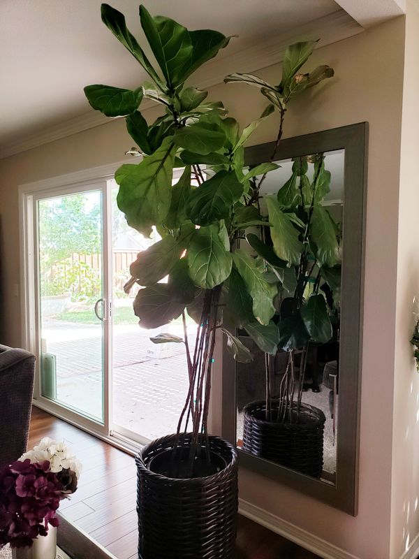 fiddle leaf fig fiddle leaf fig