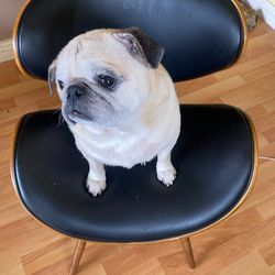 Wooden Leather Contemporary Chair