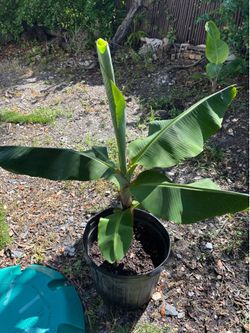 Beautiful Banana trees(organic)