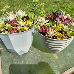 Succulent arrangement