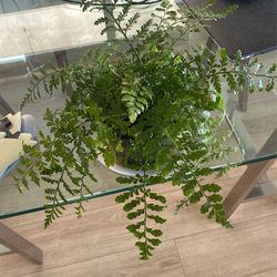 Houseplant