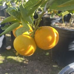 5 Gallon Size- Fruiting Age- Citrus Trees- 