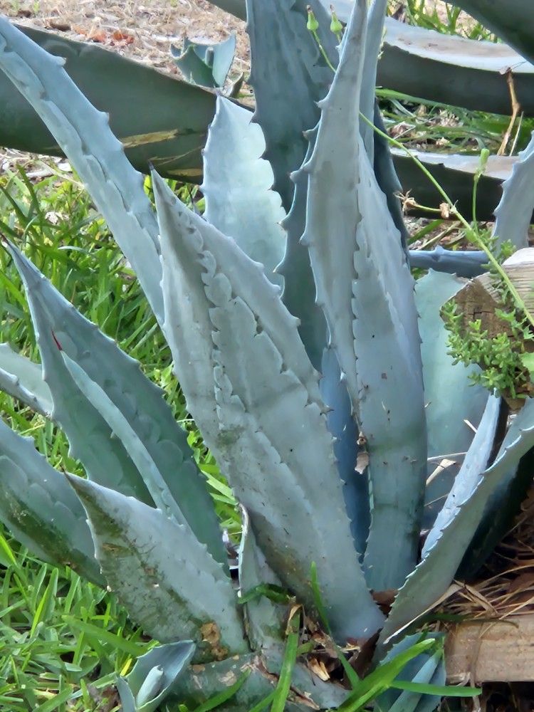 Blue Agaves. Medium Size For 10 And Smaller For 4 And 6