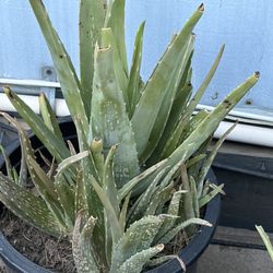 Aloe Vera Plants