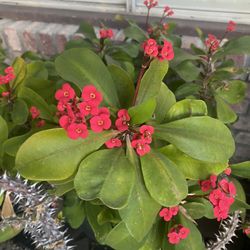 Crown Of Thorn Cuttings 10 Inch 