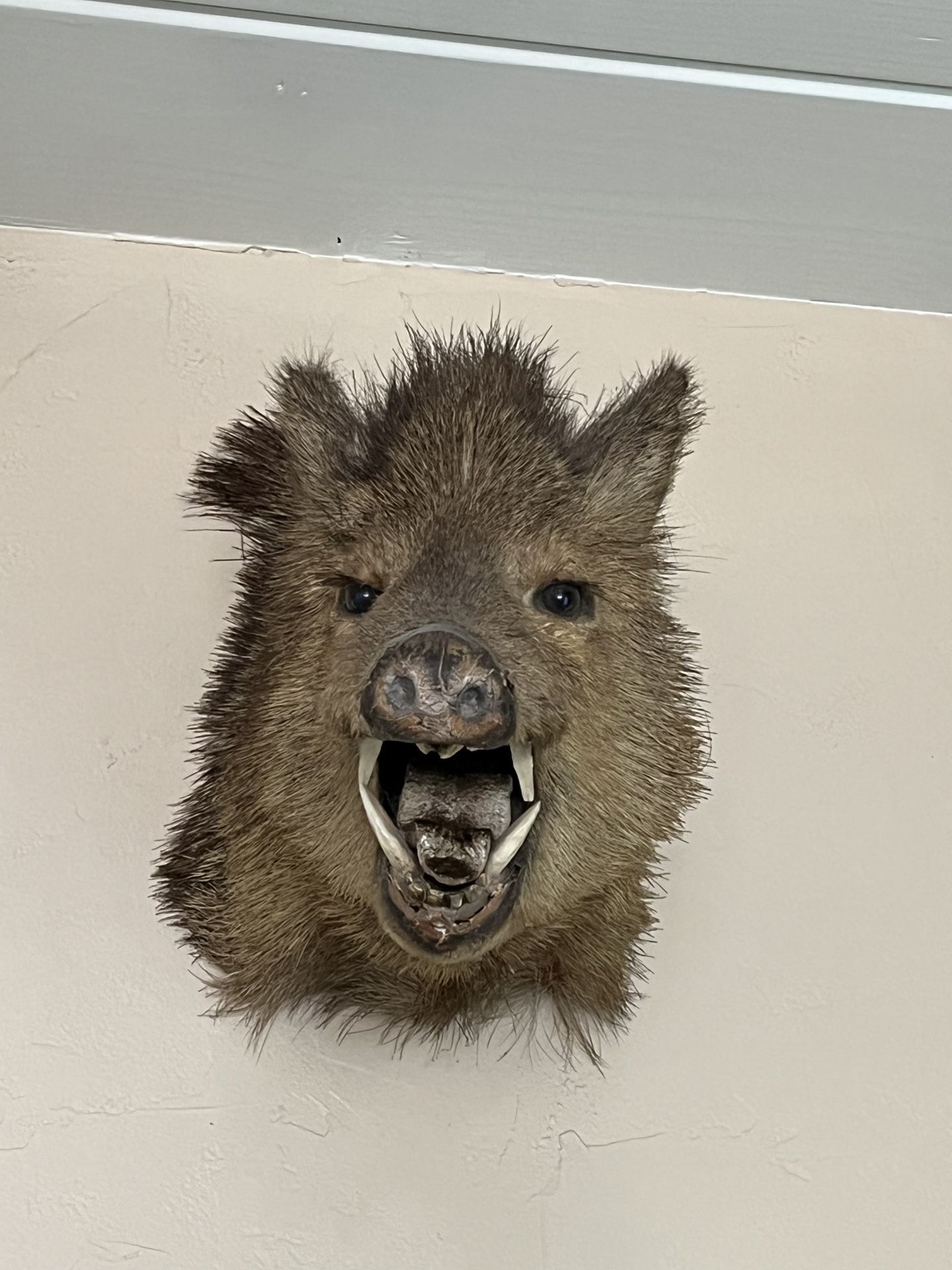 Taxidermy Boar’s Head Javelina