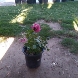 Mini Rose Plant $8