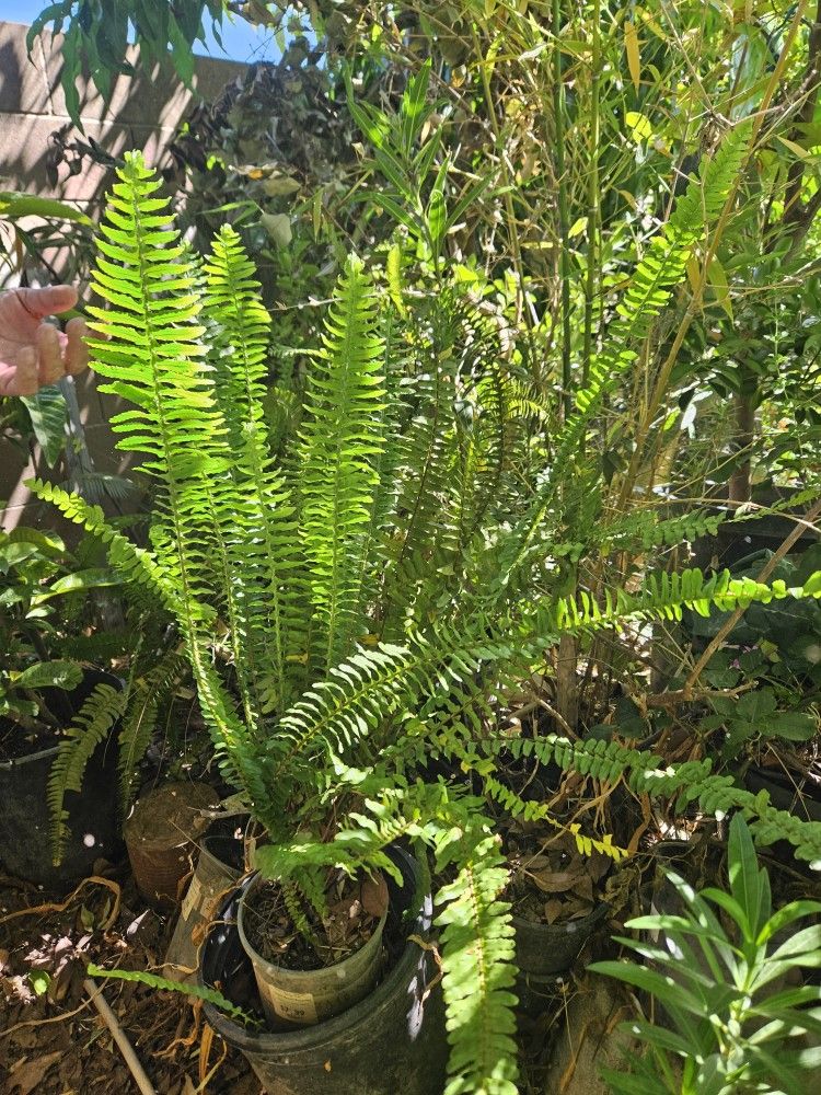 I have Small Medium. Ferns. Pick Up Only. Price From 4 To 15 Each.