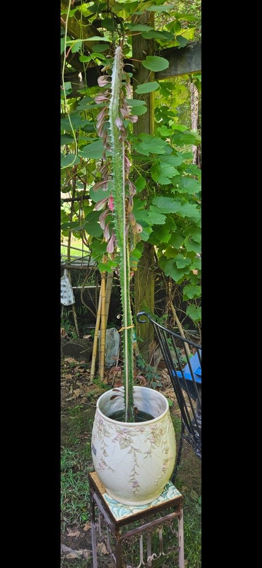 Africa Milk Tree
