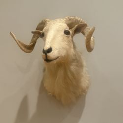 Big Dall Taxidermy  Wall Mount 