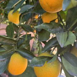 Organic Oranges 🍊, No Pesticide 20 For $5 Only 