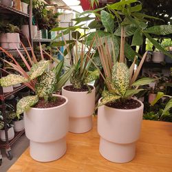 $15 Each One Indoor Plant