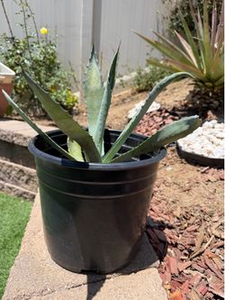 Potted Century Plants