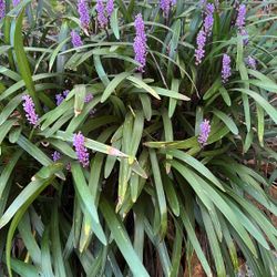 Plants