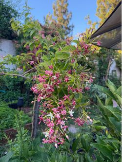 Rangoon Creeper-Combretum indicum