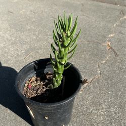 Eve’s needle, Cactus