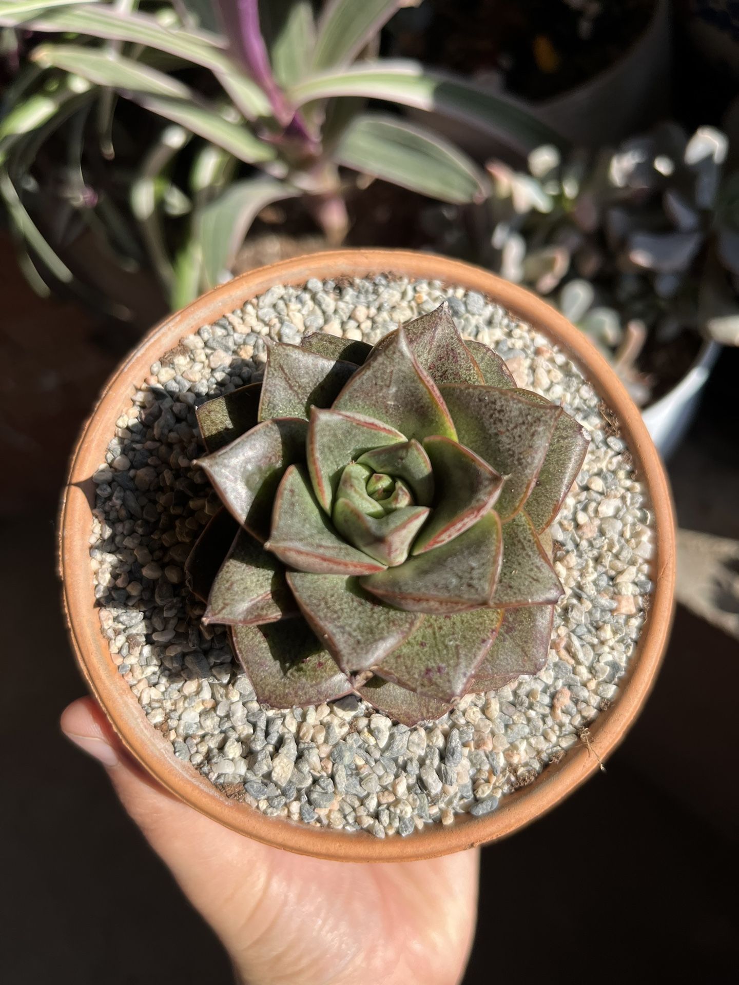 Plants