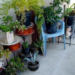 diferentes plantas