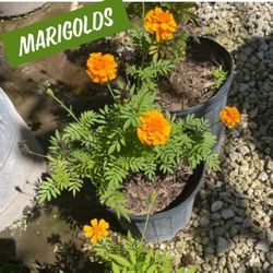 Marigolds Plants $5 🏵