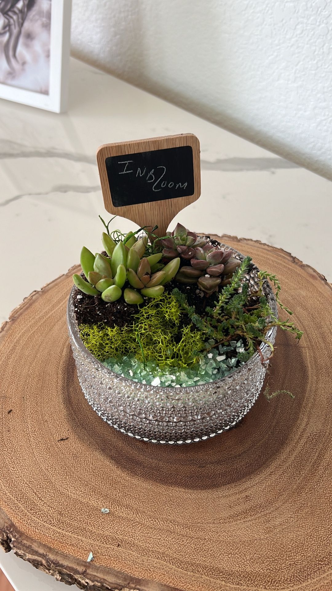 Mothers Day Succulents Starting At 40$