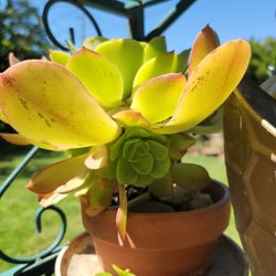 Aeonium Succulent 