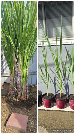 Sugarcane Plant 4-5 ft High from my backyard. $15/each Pot.