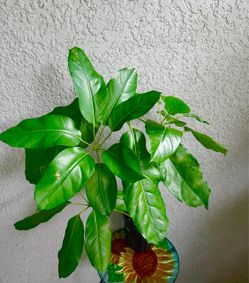 Umbrella  Tree