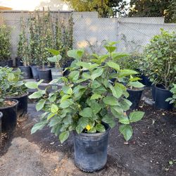 Pink Hibiscus Plants In 5 Gal Pots
